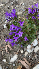 Campanula poscharskyana