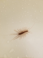 Scutigera coleoptrata