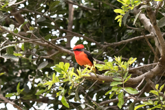 Pyrocephalus rubinus