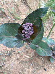 Asclepias cordifolia