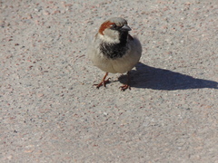 Passer domesticus
