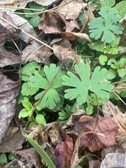 Geranium carolinianum carolinianum