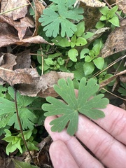 Geranium carolinianum carolinianum
