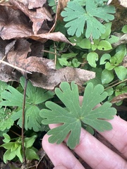Geranium carolinianum carolinianum