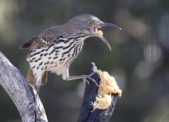 Toxostoma longirostre