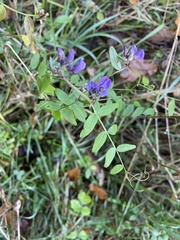 Vicia sepium