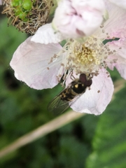 Meliscaeva auricollis