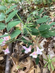 Lathyrus vestitus