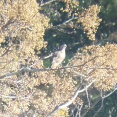 Buteo jamaicensis