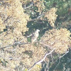 Buteo jamaicensis