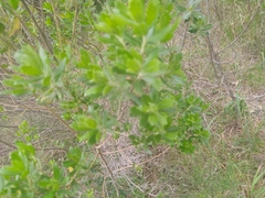 Genista monspessulana