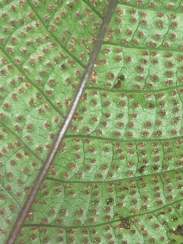Tectaria singaporiana (Tectaria singaporiana)