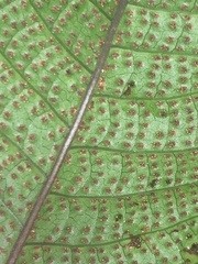 Tectaria singaporiana