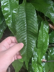 Tectaria singaporiana