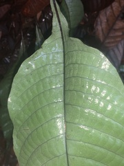 Tectaria singaporiana