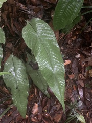 Tectaria singaporiana