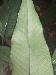 Tectaria singaporiana