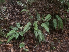 Tectaria singaporiana