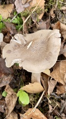 Tricholoma