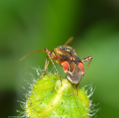 Polymerus basalis