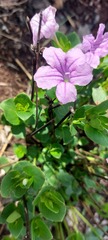 Ruellia cordata