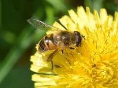 Eristalis tenax