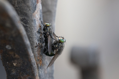Sarconesia chlorogaster