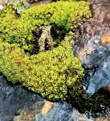 Hypodontium