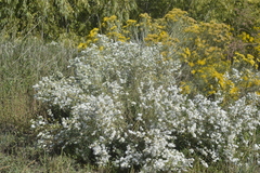 Symphyotrichum ericoides