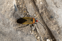 Pyrrhocoridae