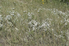 Symphyotrichum ericoides