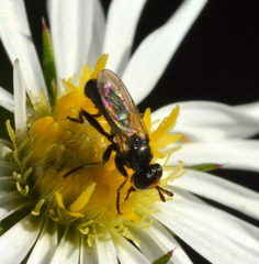 Thecophora