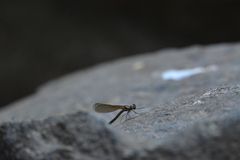 Heliocypha bisignata