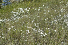 Symphyotrichum ericoides