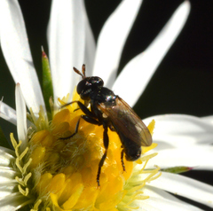 Thecophora