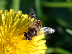 Eristalis tenax