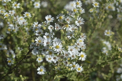Symphyotrichum ericoides