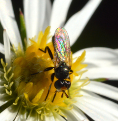 Thecophora