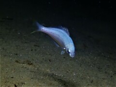 Caesioscorpis theagenes