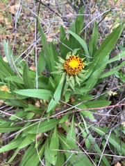 Balsamorhiza