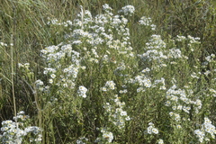 Symphyotrichum ericoides