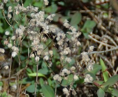 Sedum pedicellatum