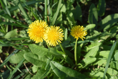 Taraxacum officinale
