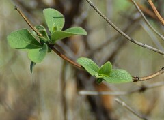 Lonicera etrusca