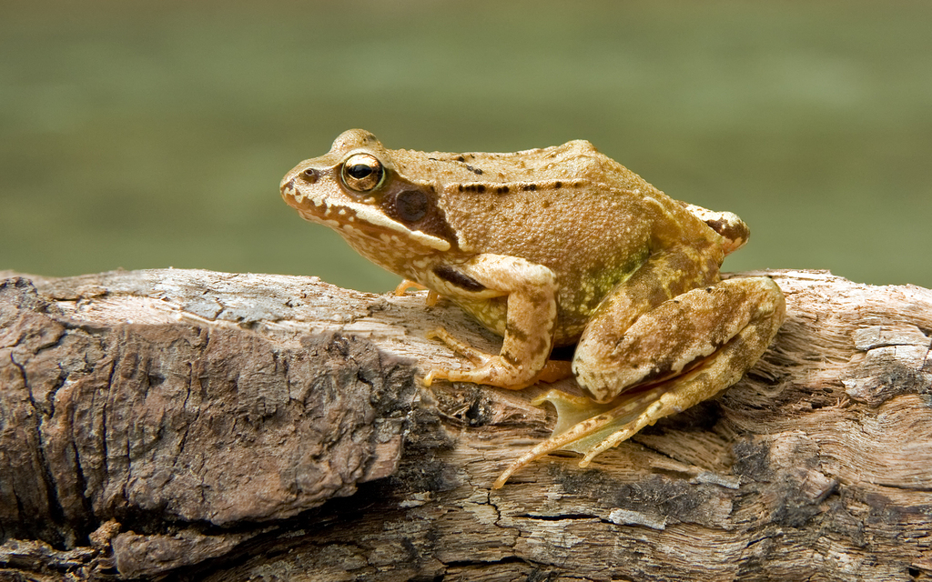 European Common Frog (Rana temporaria) · iNaturalist