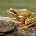 European Common Frog - Photo (c) Richard Bartz, some rights reserved (CC BY-SA)