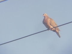 Zenaida auriculata
