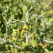 Ziziphus obtusifolia - Photo (c) Stan Shebs, algunos derechos reservados (CC BY-SA)