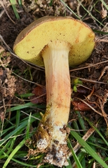 Xerocomus ferrugineus