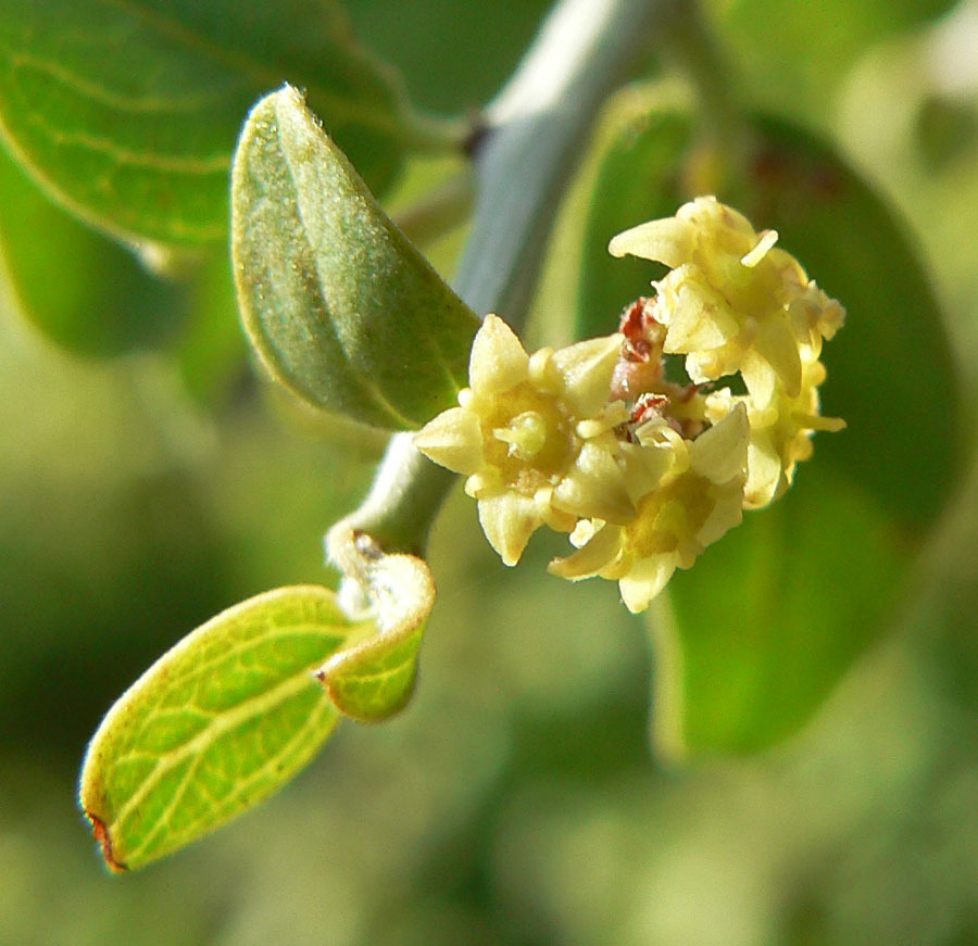 Lycioides lycioides